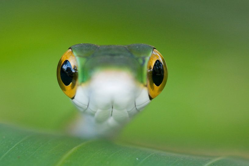 Green vine snake close-up by AGAMI Photo Agency