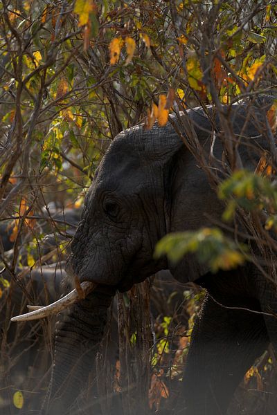 Elephant by David Blok