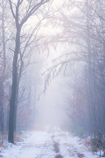 Een mistige koude en magische winterochtend in Natuurgebied de Maashorst van Rob Christiaans