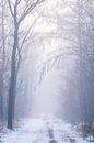 Een mistige koude en magische winterochtend in Natuurgebied de Maashorst van Rob Christiaans thumbnail
