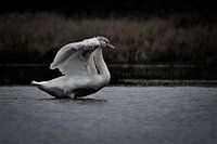 De elegante zwaan II
