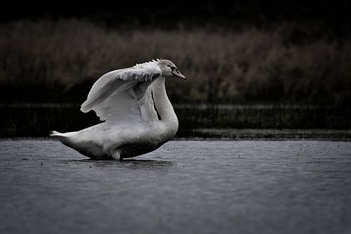 Der elegante Schwan II