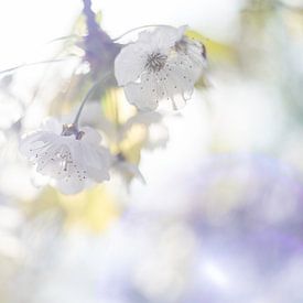 Weiße Kirschblüte im Sonnenlicht von Nanda Bussers