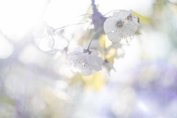 Weiße Kirschblüte im Sonnenlicht von Nanda Bussers