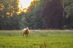 mouton à l'affût sur Tania Perneel