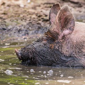 Das Livar-Schwein