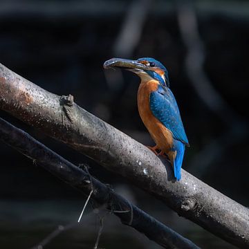 Trouw ijsvogelmannetje brengt verse vis naar  vrouwtje van Robbie Nijman