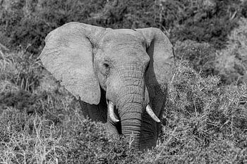 Black and white portrait elephant South Africa Addo Elephant Park