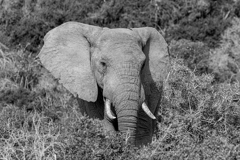 Black and white portrait elephant South Africa Addo Elephant Park by John Stijnman