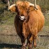 Schotse Hooglander van Menno Schaefer