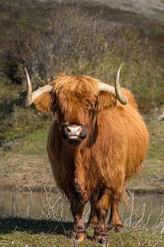 Schotse Hooglander van Menno Schaefer
