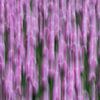 Lila Tulpen Bewegung von Patrick Verhoef