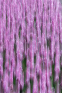 Mouvement des tulipes violettes