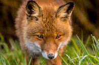 The Fox by Xander Haenen thumbnail