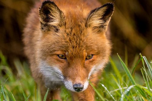 Der Fuchs