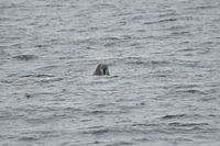 Walrus 80ste noorden breedtegraad