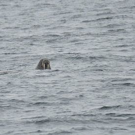 Walrus 80ste noorden breedtegraad van Senne Koetsier