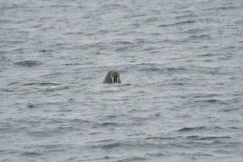 Walrus 80th north latitude