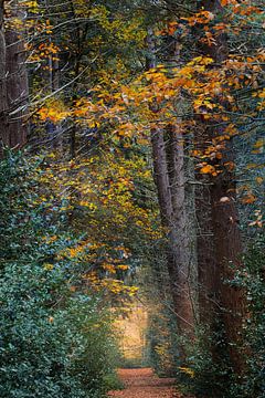 Path Mensinge Roden during autumn by R Smallenbroek