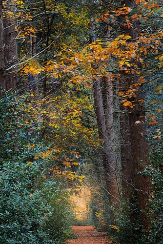 Path Mensinge Roden during autumn