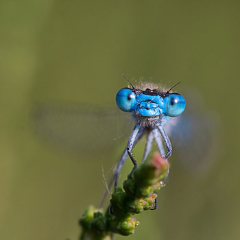 Große Pechlibelle