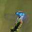 Damselflies