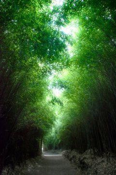 Bamboe bosje van Fabian Roessler