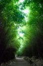 Bamboo Grove by Fabian Roessler thumbnail