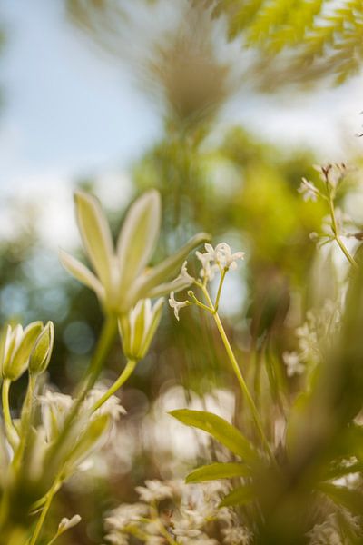 amazing nature by anne droogsma