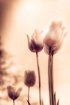 Flower Power - Een vleugje emotie - sfeervolle bloemenzee van tulpen in stille rouw van Jakob Baranowski - Photography - Video - Photoshop