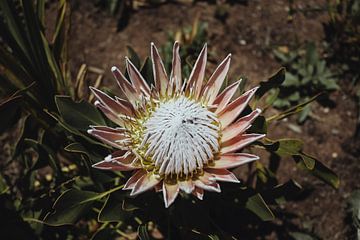 Protea | Photographie de voyage | Le Cap, Afrique du Sud sur Sanne Dost