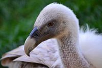 Close-up of a vulture in Gaia Zoo Kerkrade
