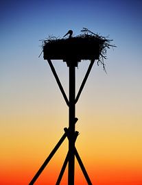 Schattenbild eines brutenden Storches bei Sonnenuntergang von Riekus Reinders