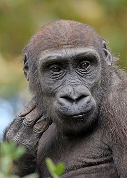 Westlicher Flachlandgorilla von Edwin Butter