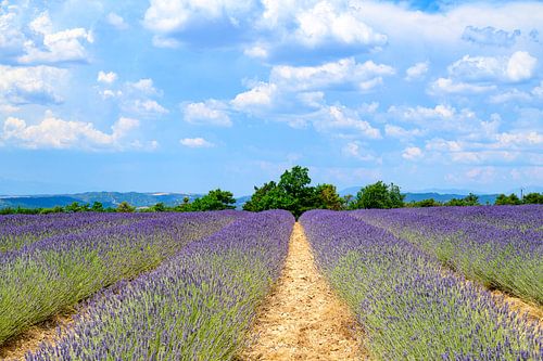 Bloeiende lavendel in de Provence tijdens een zomerse dag