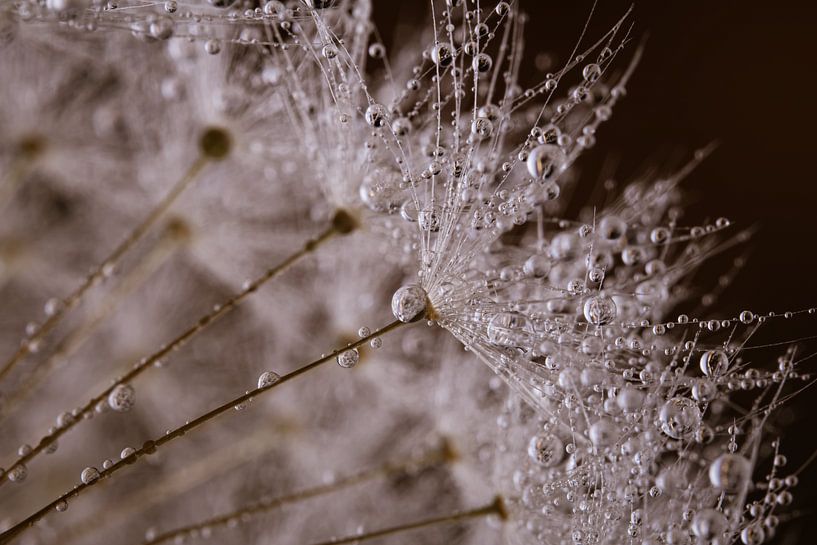 Warm brown tones: Droplets rest on dandelion fluff by Marjolijn van den Berg
