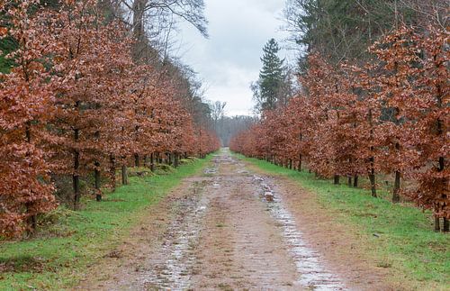 Road in a park