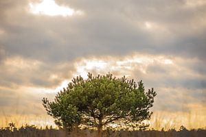 Pijnboom (grove den) van Nicky Kapel