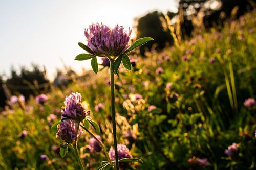 fleur au coucher du soleil
