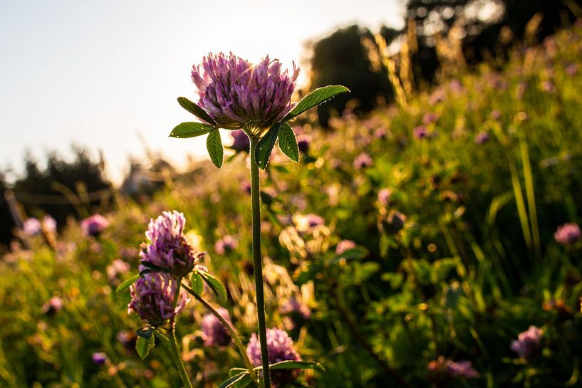 bloem bij zonsondergang van Remke Maris