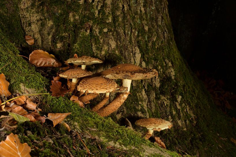 Een paddenstoelen dorp. van Gerard de Zwaan