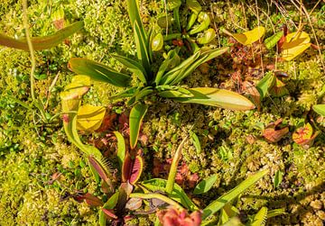 Vleesetende planten van Achim Prill