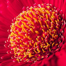 Macrofotografie kern van de bloem van Rinaldo Gisquiere