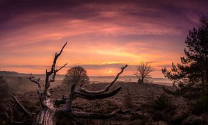 Zonsopkomst op de Veluwezoom van Martijn van Steenbergen