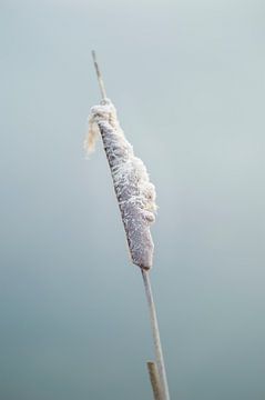 Zen puur natuur: macro Typha latifolia, stinksigaar in de winter. van John Quendag