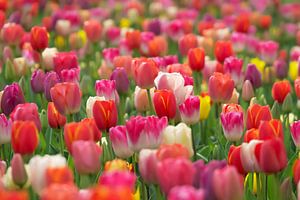 Champ de tulipes sur Marco Liberto