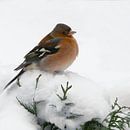 Bullfinch in the Snow. by Alie Ekkelenkamp thumbnail