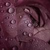 Panorama of drops on an old pink flower by Marjolijn van den Berg