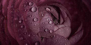 Panorama of drops on an old pink flower