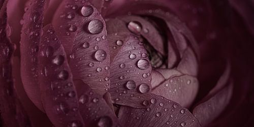 Panorama van druppels op een oud roze bloem